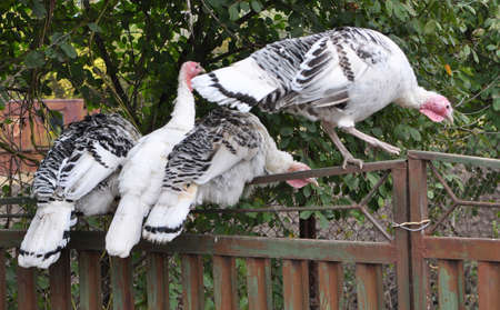 Herd of home turkeys in a rural backyard