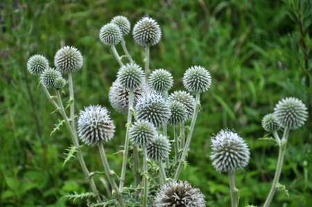 In the wild, the honey plant echinops sphaerocephalus blooms