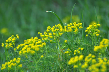 In the spring of wild herbs, Euphorbia cyparissias blooms