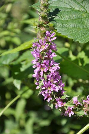 Lythrum salicaria grows in the wild on the riverbankの写真素材