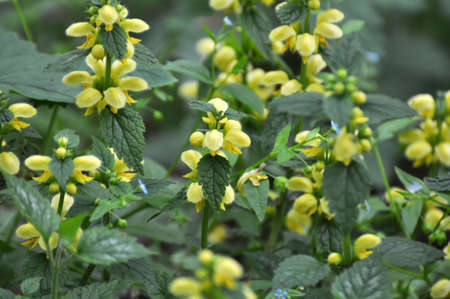 Spring in the wild in the woods yellow deaf nettle (Lamium galeobdolon) blooms