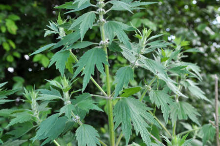 In the meadow among the herbs grows and blooms dog nettle is five-bladed (Leonurus quinquelobatus)