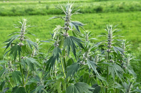 In the meadow among the herbs grows and blooms dog nettle is five-bladed (Leonurus quinquelobatus)
