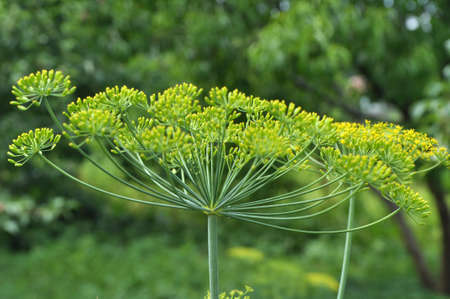 In the open ground in the garden grows vegetable dill
