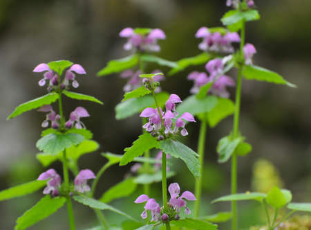 It blooms in the wild deaf nettle purple (Lamium purpureum)の写真素材