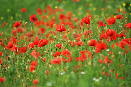 Wild poppy (Papaver rhoeas) blooms in summer