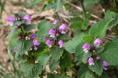It blooms in the wild deaf nettle purple (Lamium purpureum)