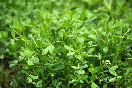 In the spring farm field young alfalfa grows