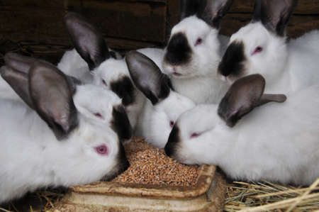 An young rabbits of the Californian breed