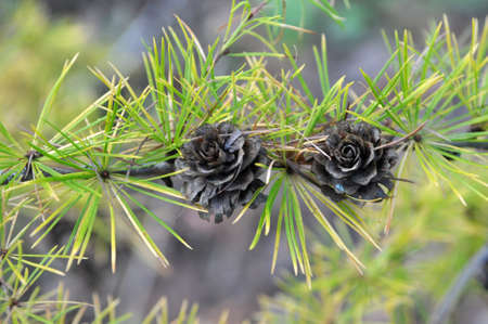 Green branch of larch tree growing in the forest