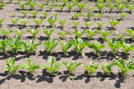 In the spring, sugar beet grows on the farmer's field