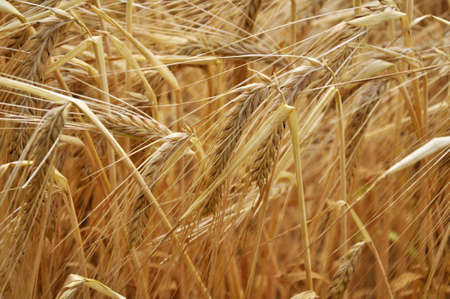 Background of barley ears ripening in the field