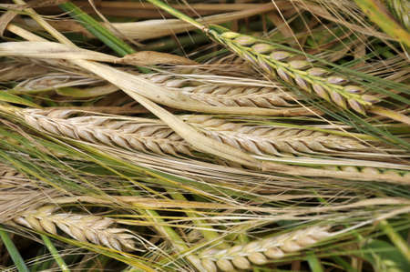 Background of barley ears ripening in the field