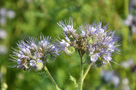 The field is blooming phacelia - a special honey plant for bees