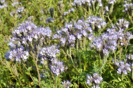 The field is blooming phacelia - a special honey plant for bees
