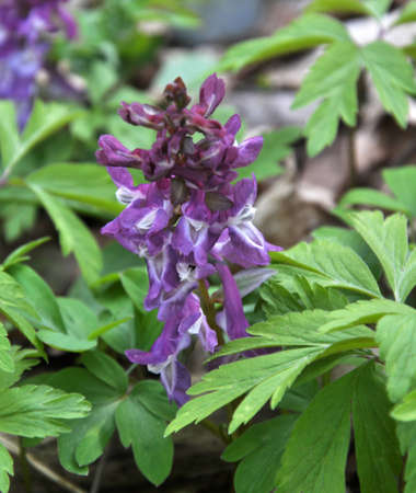 Corydalis cava blooms in spring in the wild in the forestの写真素材
