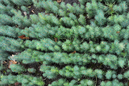 Nursery in which forest trees are grown from seed