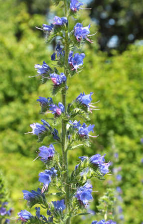 In nature, among the wild herbs bloom Echium vulgare