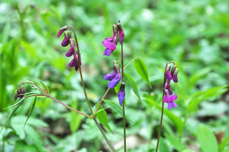 Spring in the wild in the forest blooms Lathyrus vernusの写真素材
