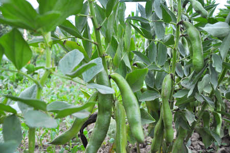 On the stem of the bean (Vicia faba) ripen green pods