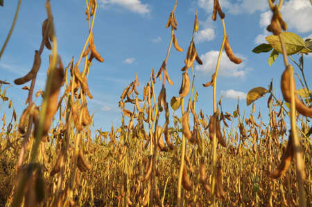 On a farm field on a plant soy pods ripen