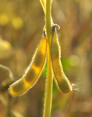 On a farm field on a plant soy pods ripenの写真素材
