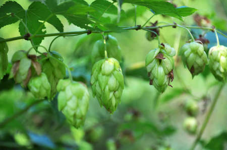 Hop cones grow on the stem of the plant