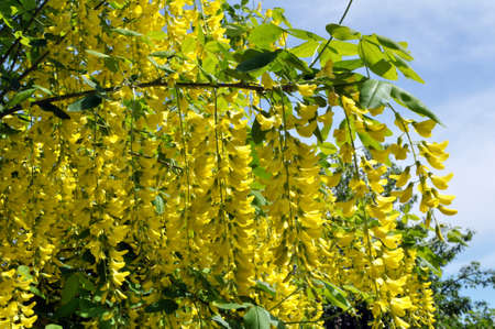 In the spring, the acacia yellow bush grows and blooms (Caragana arborescens)の写真素材