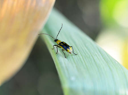 The plant is a harmful insect - Western corn beetle (Diabrotica virgifera virgifera)