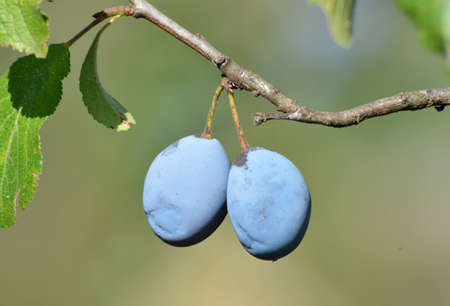 In the garden on a branch of a tree ripe plumsの写真素材