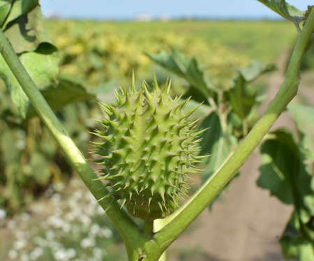 In the wild grows a poisonous and medicinal plant - Datura stramoniumの写真素材