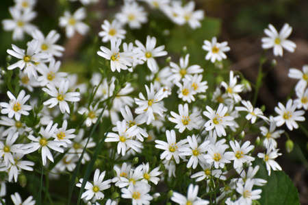 Spring in the wild forest bloom Stellaria holostea