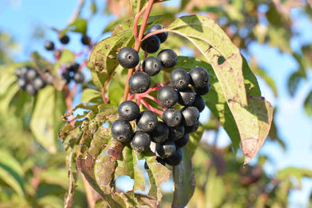 Black berries of cornus sanguinea ripen on a branch of a bush.