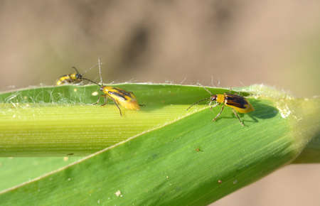 The plant is a harmful insect - Western corn beetle (Diabrotica virgifera virgifera)