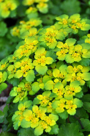 Chrysosplenium alternifolium blooms in the wild in spring