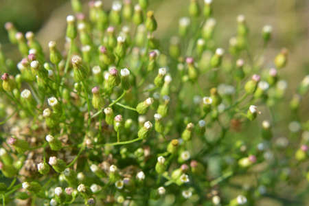Erigeron canadensis grows in the wild in summer