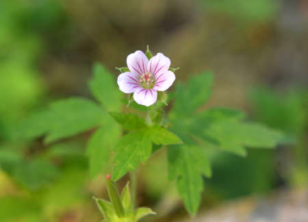 Siberian geranium (Geranium sibiricum) grows in summer in the wild