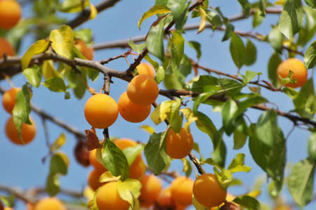 On the branches of the tree ripen fruits of plums (Prunus cerasifera).の写真素材