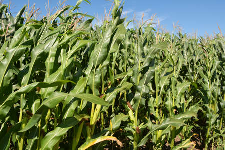 Corn grows on a farm field on a sky background