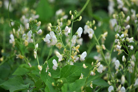 The field grows and white beans blossomの写真素材