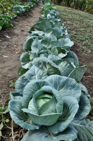 In the field, the cabbage grows in open organic soil
