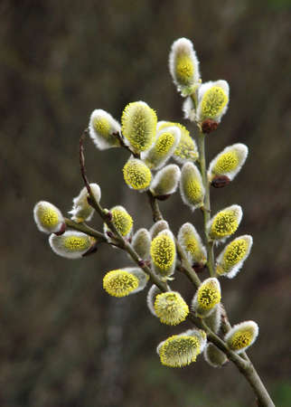 In nature early spring bloom Salix caprea