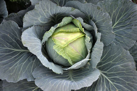In the field, the cabbage grows in open organic soilの写真素材
