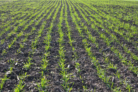 Good sowings of winter wheat in the autumn farm field