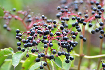 Bunch of elderberries with ripe black berries
