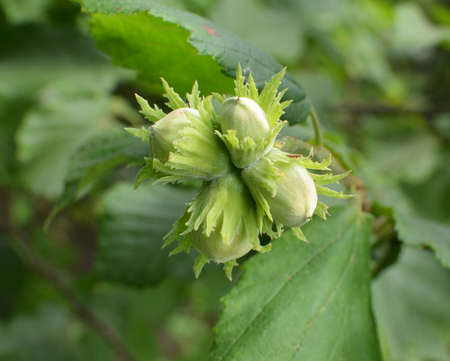 Nuts ripen on the branch of the hazel bush