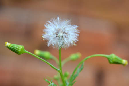 In nature, Senecio vulgaris grows as a weed