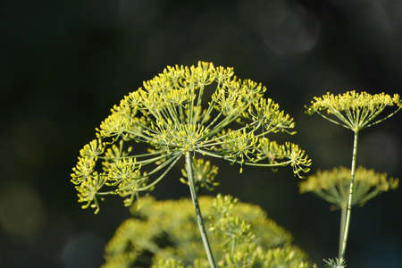 In the open ground in the garden grows vegetable dill (Anethum graveolens)