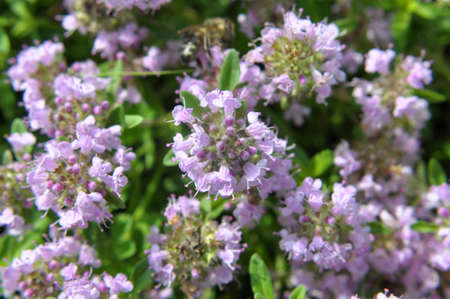 Thyme (Thymus serpyllum) blooms in the wild in summerの写真素材
