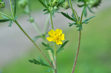 In spring, potentilla grows in the wild
